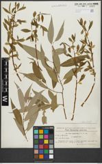Foto von Salix alba L. x Salix fragilis L.